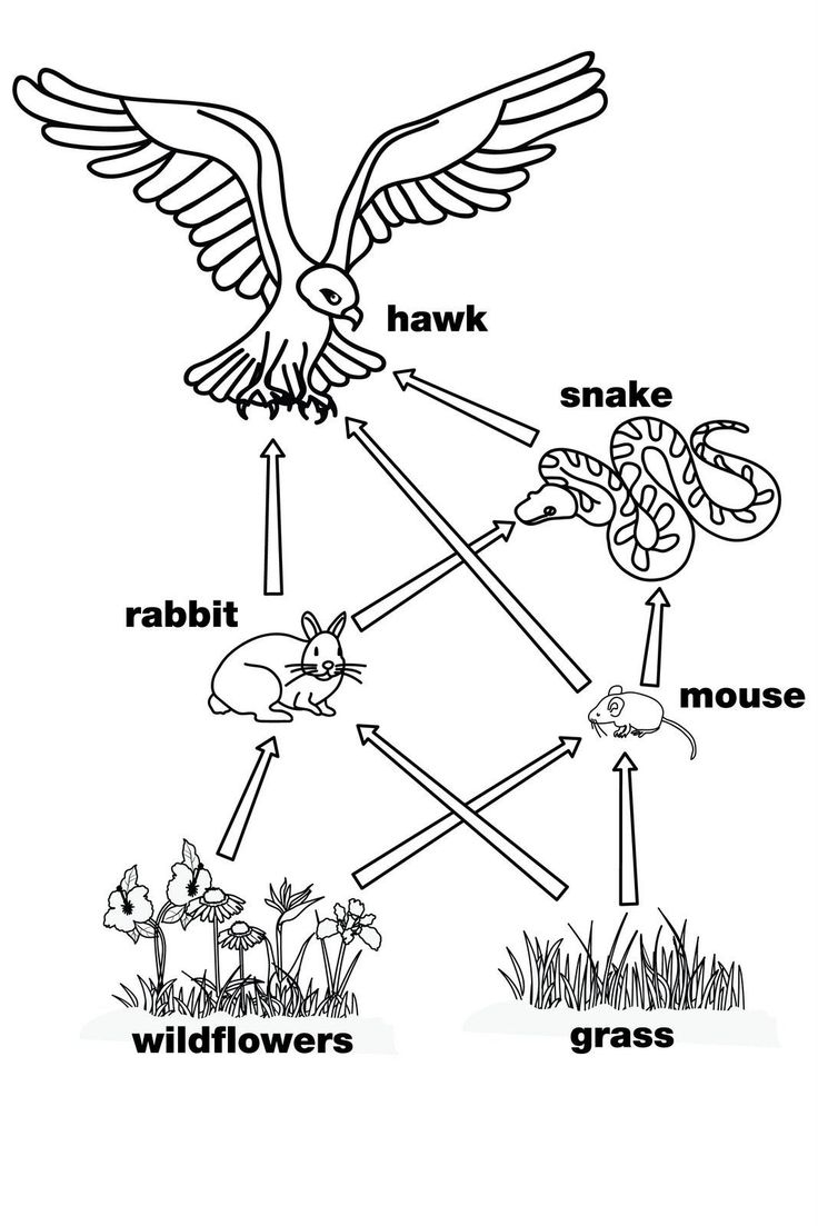 food webs and food chains worksheet