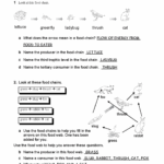 Food Websand Food Chains Worksheet KEY 11dbru5 Food Webs And Food Chains Worksheet 1 Look At This Studocu