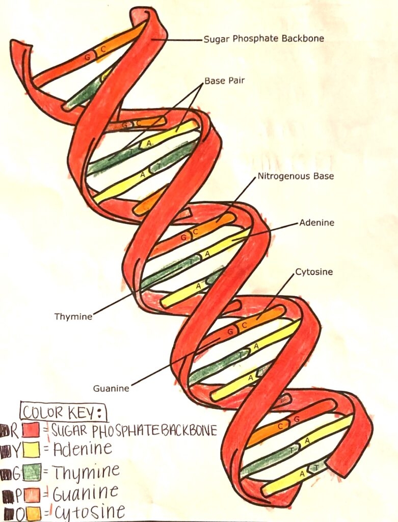 Free DNA Double Helix Worksheets Hess UnAcademy