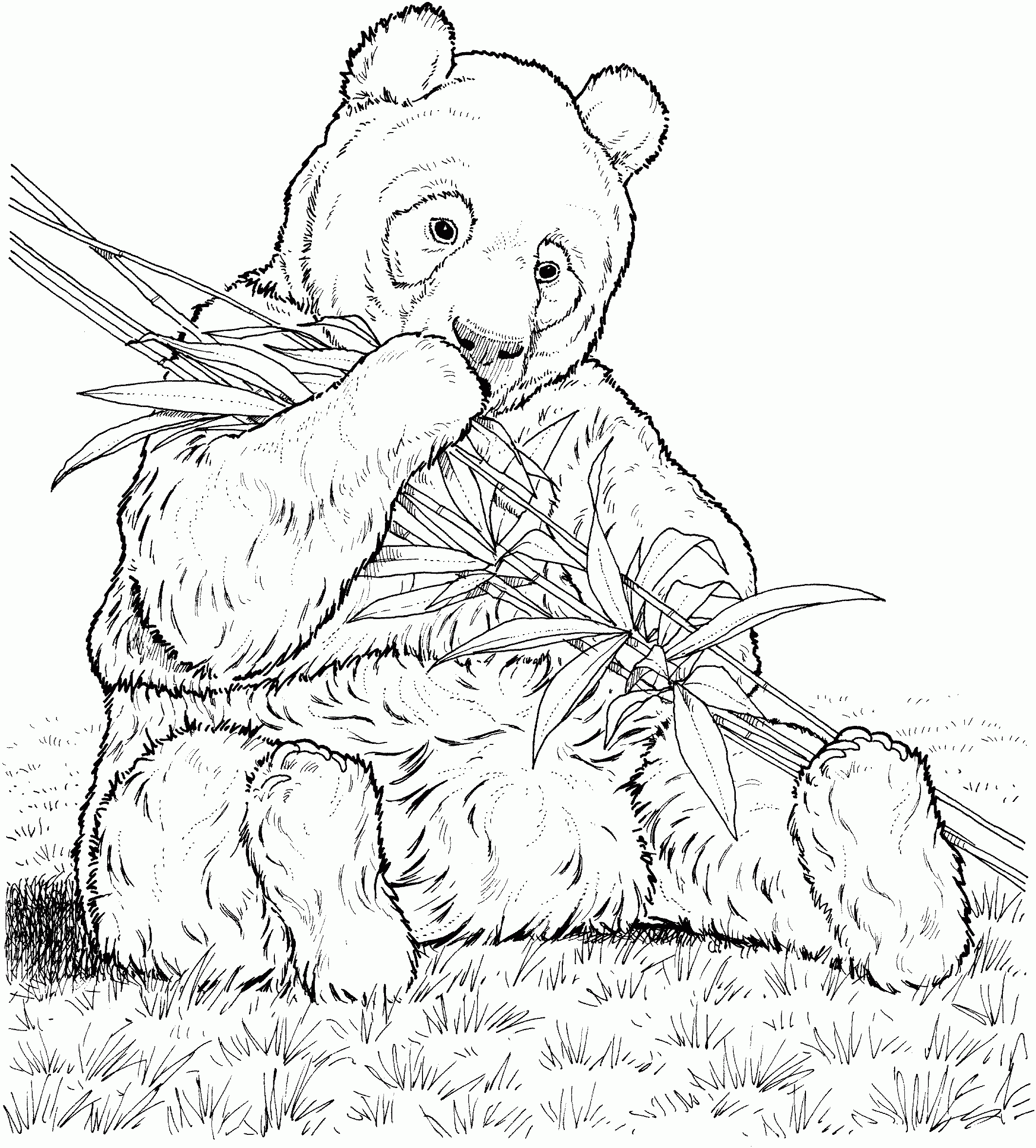 panda bear coloring sheets panda bear coloring sheets