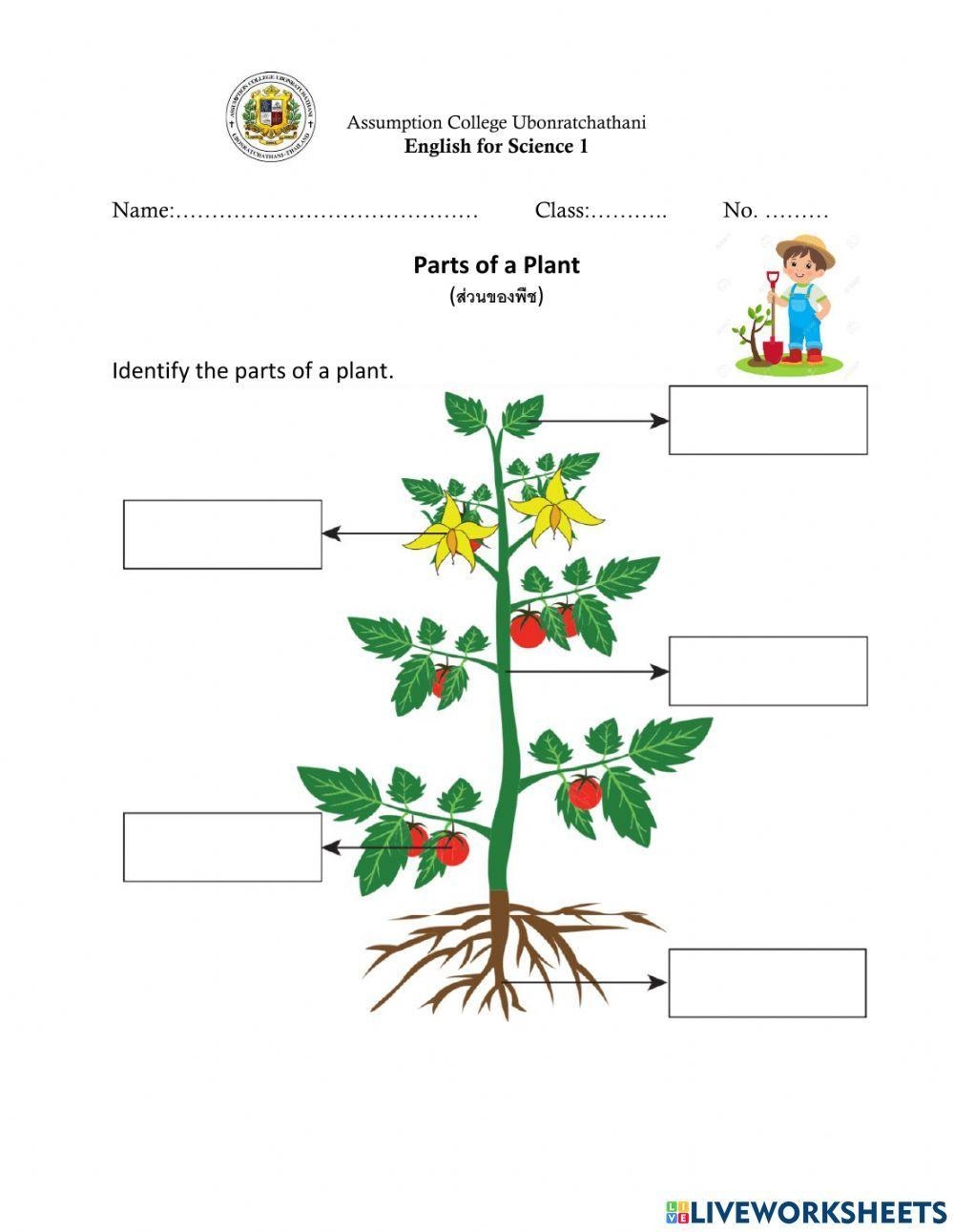 Free Parts Of The Plant Worksheet Download Free Parts Of The Plant Worksheet Png Images Free Worksheets On Clipart Library