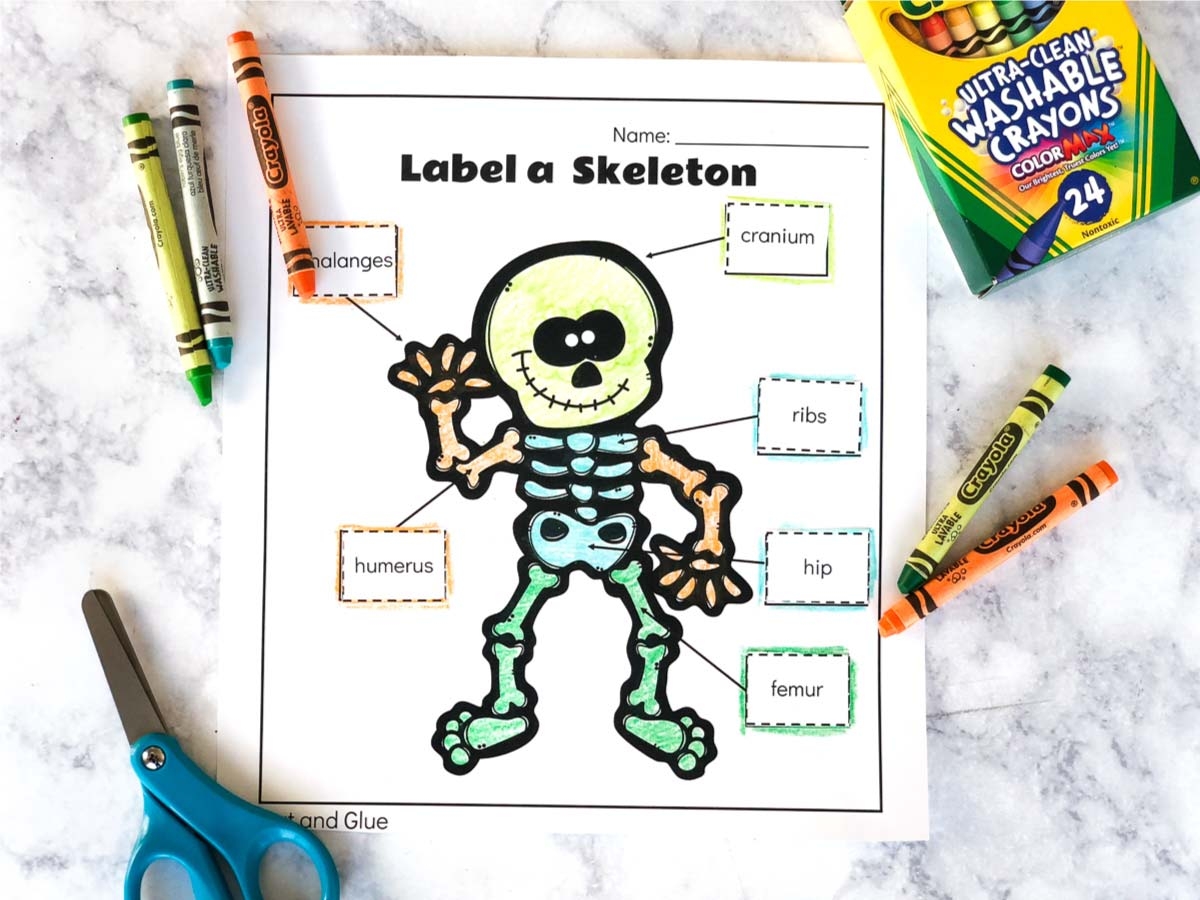 skeletal system label worksheet