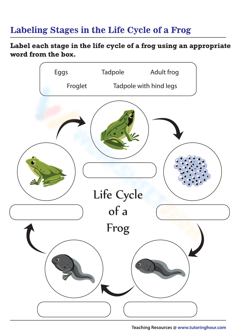 Free Printable Life Cycle Of A Frog Worksheets For Kids Worksheets Library Free Printable Life Cycle Of A Frog Worksheets For Kids Worksheets Library