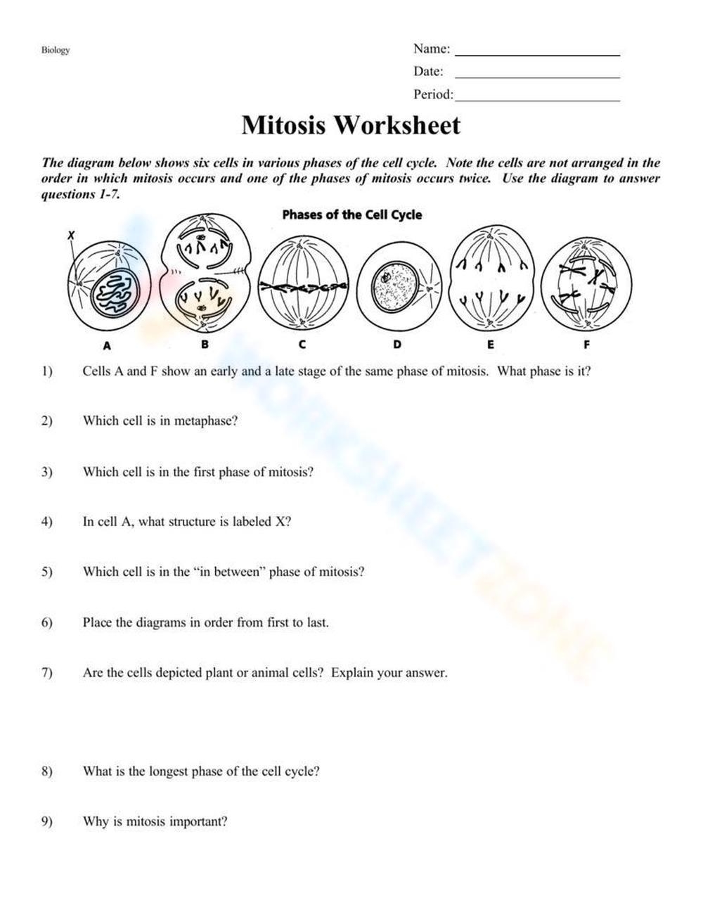 Free Printable Mitosis Worksheet Answers For Students Worksheets Library Free Printable Mitosis Worksheet Answers For Students Worksheets Library