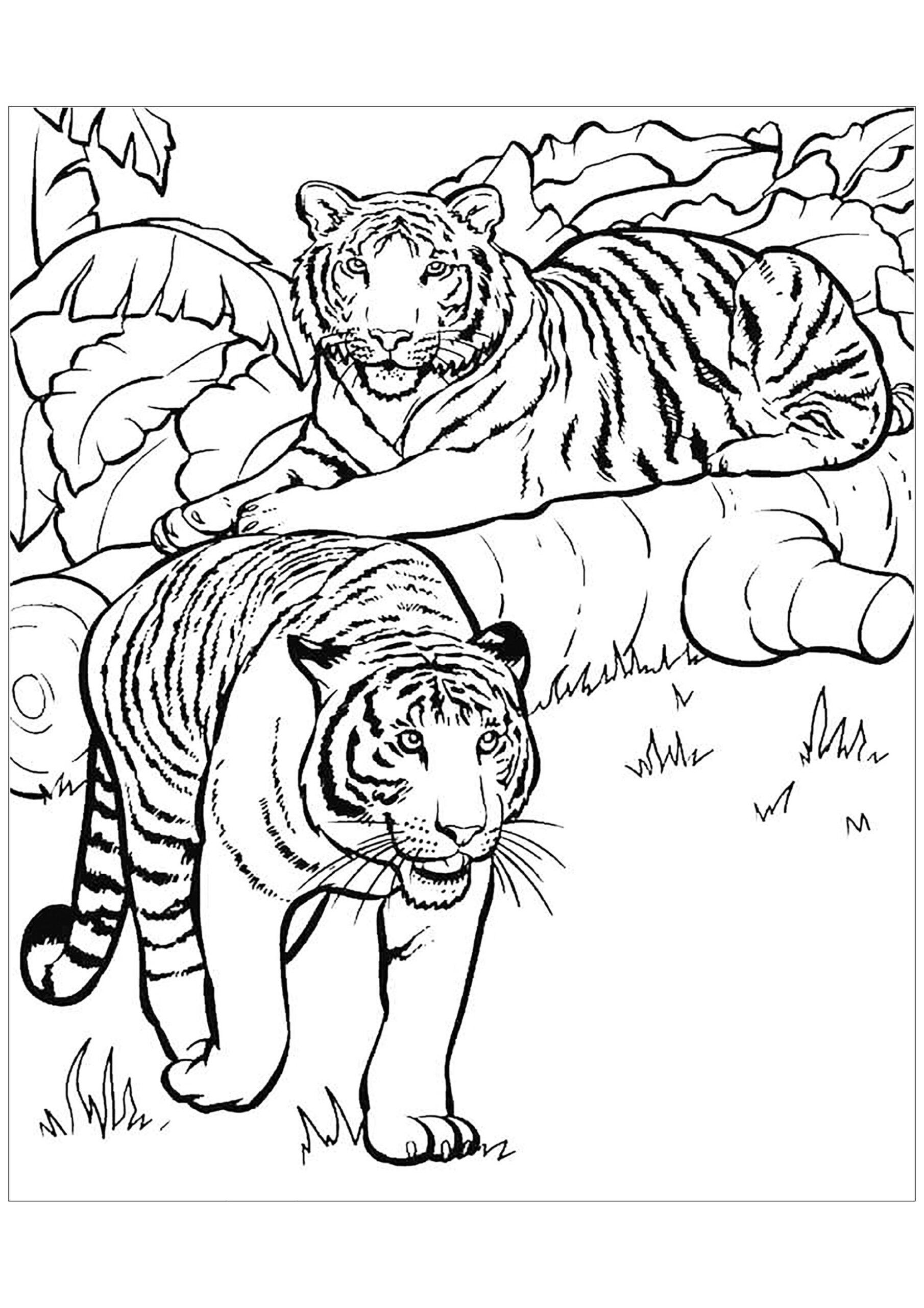 Free Tiger Drawing To Download And Color Tiger Coloring Pages Free Tiger Drawing To Download And Color Tiger Coloring Pages