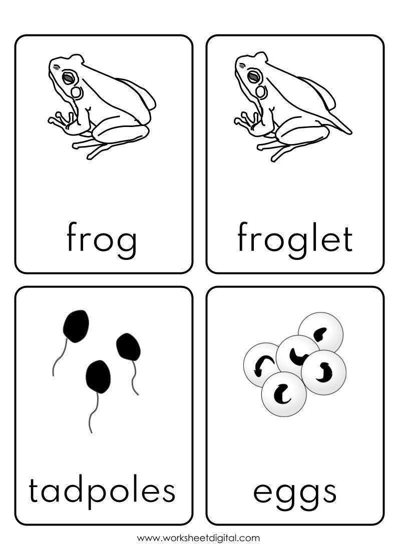 Frog Life Cycle Flashcards Worksheet Digital 1 Teacher Made Resources