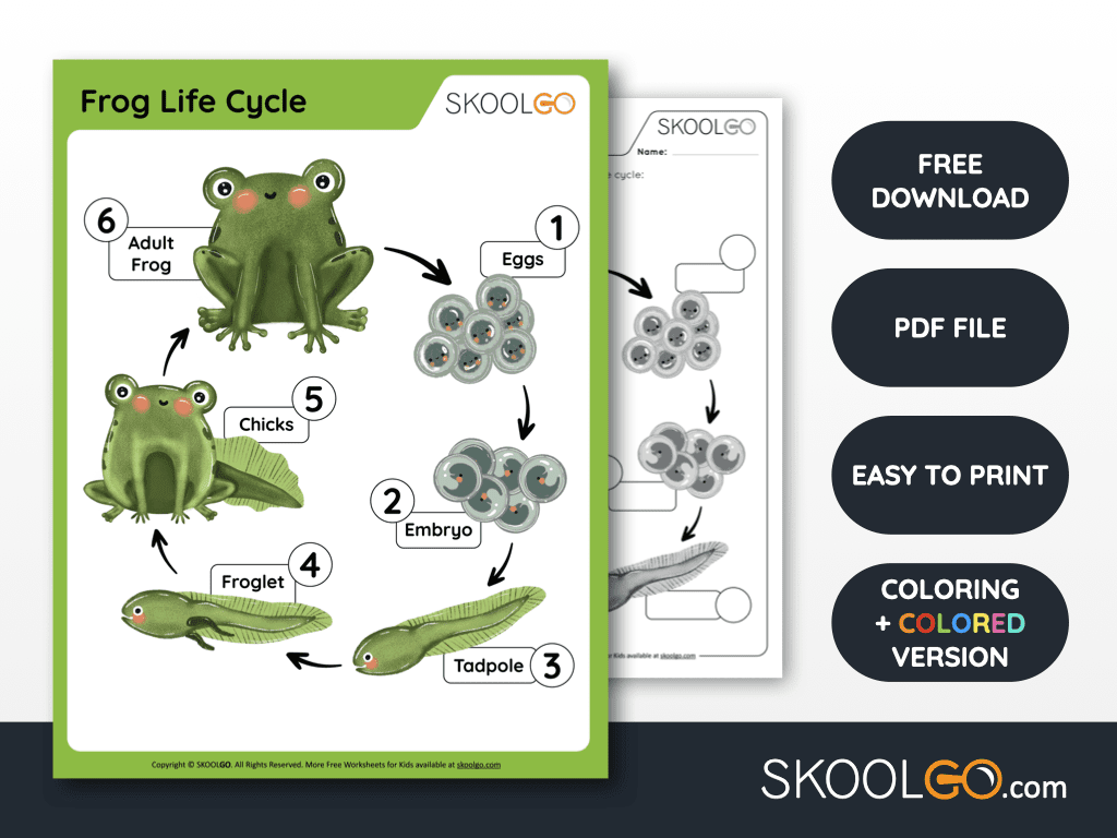 Frog Life Cycle Free Worksheet SKOOLGO Frog Life Cycle Free Worksheet SKOOLGO