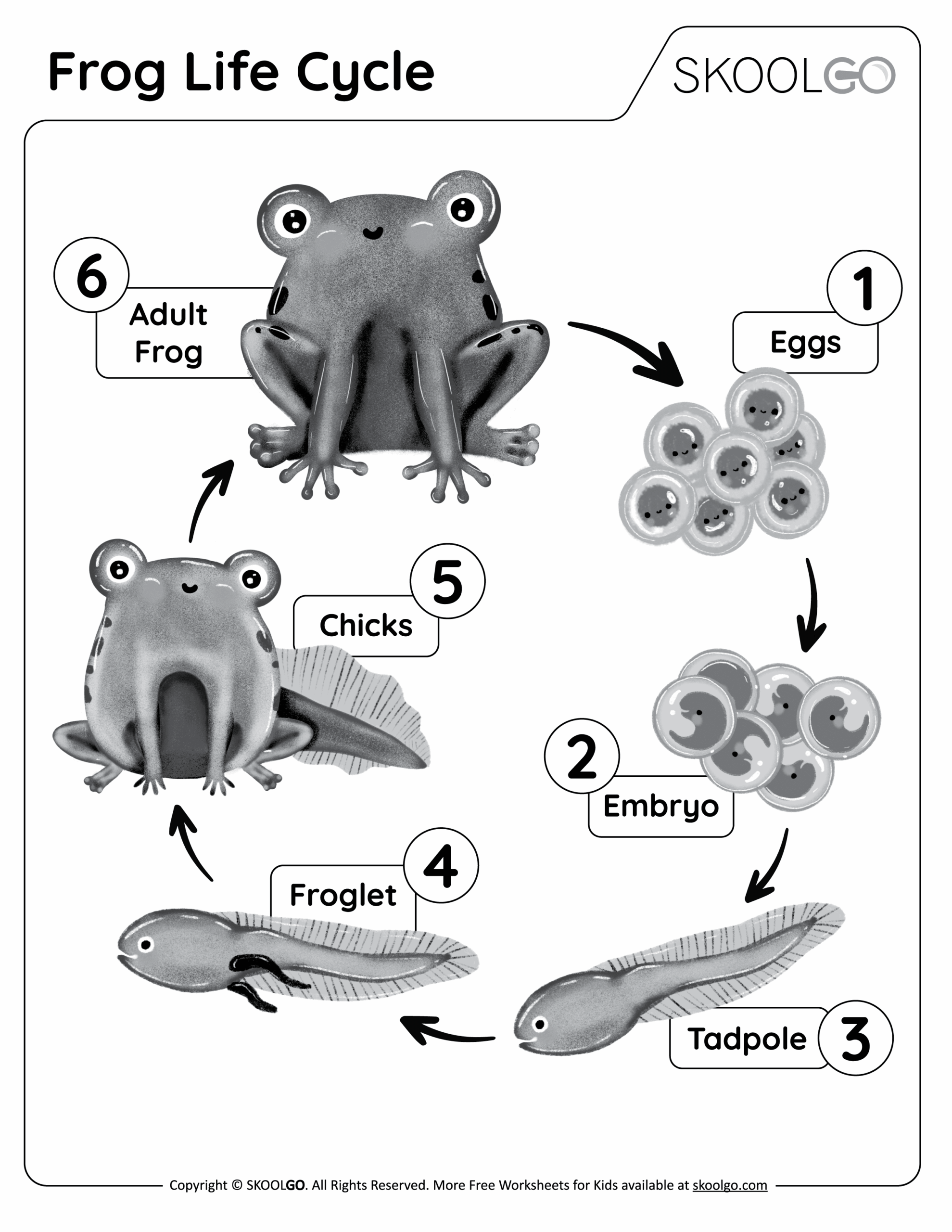 cycle of a frog life worksheet cycle of a frog life worksheet