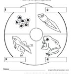 Frog Life Cycle Free Worksheet SKOOLGO Worksheets Library