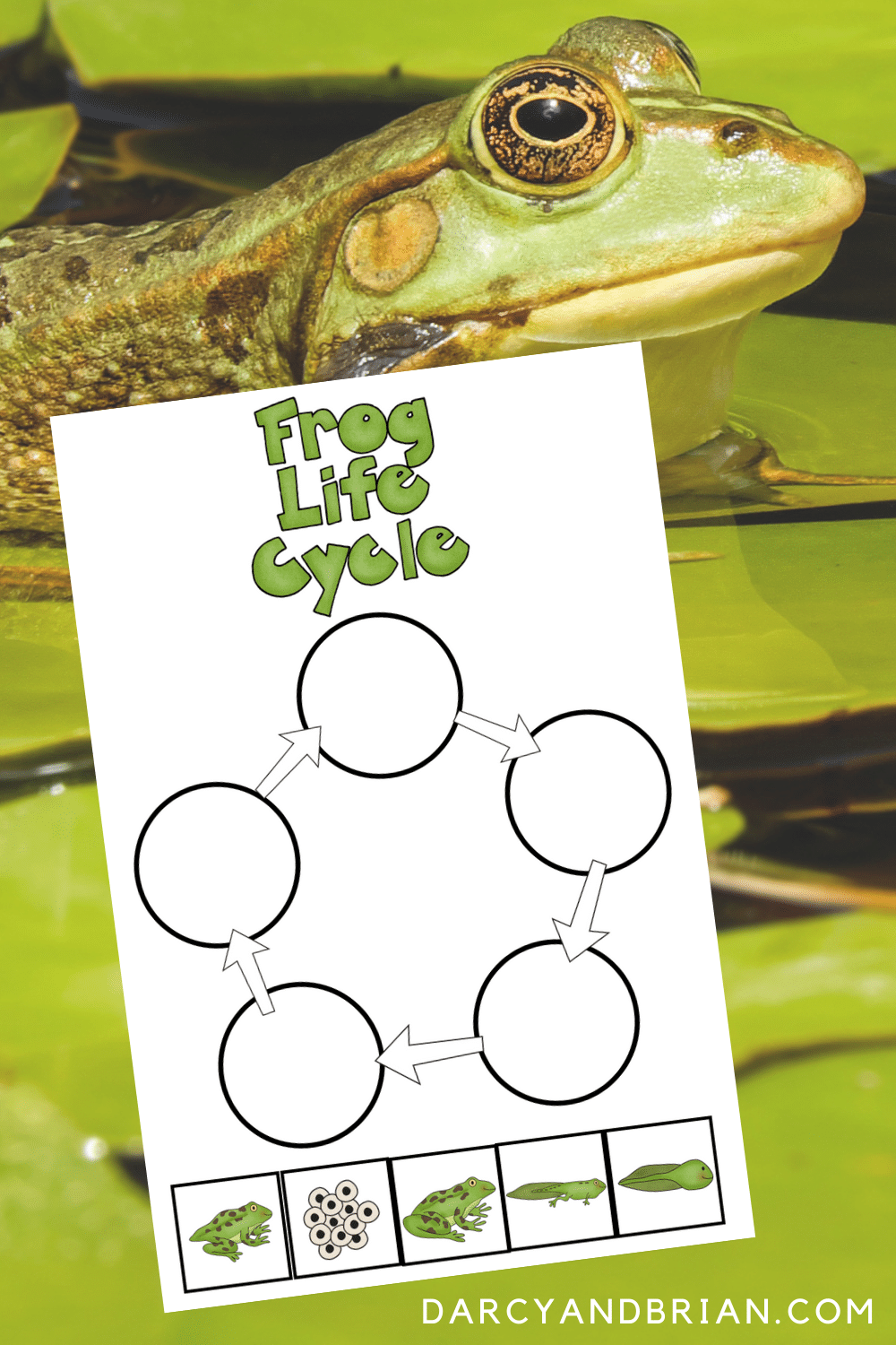 frog life cycle sheet