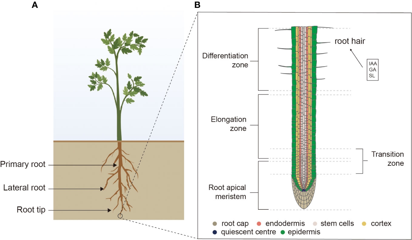 Frontiers Modulating Root System Architecture Cross talk Between Auxin And Phytohormones Frontiers Modulating Root System Architecture Cross talk Between Auxin And Phytohormones