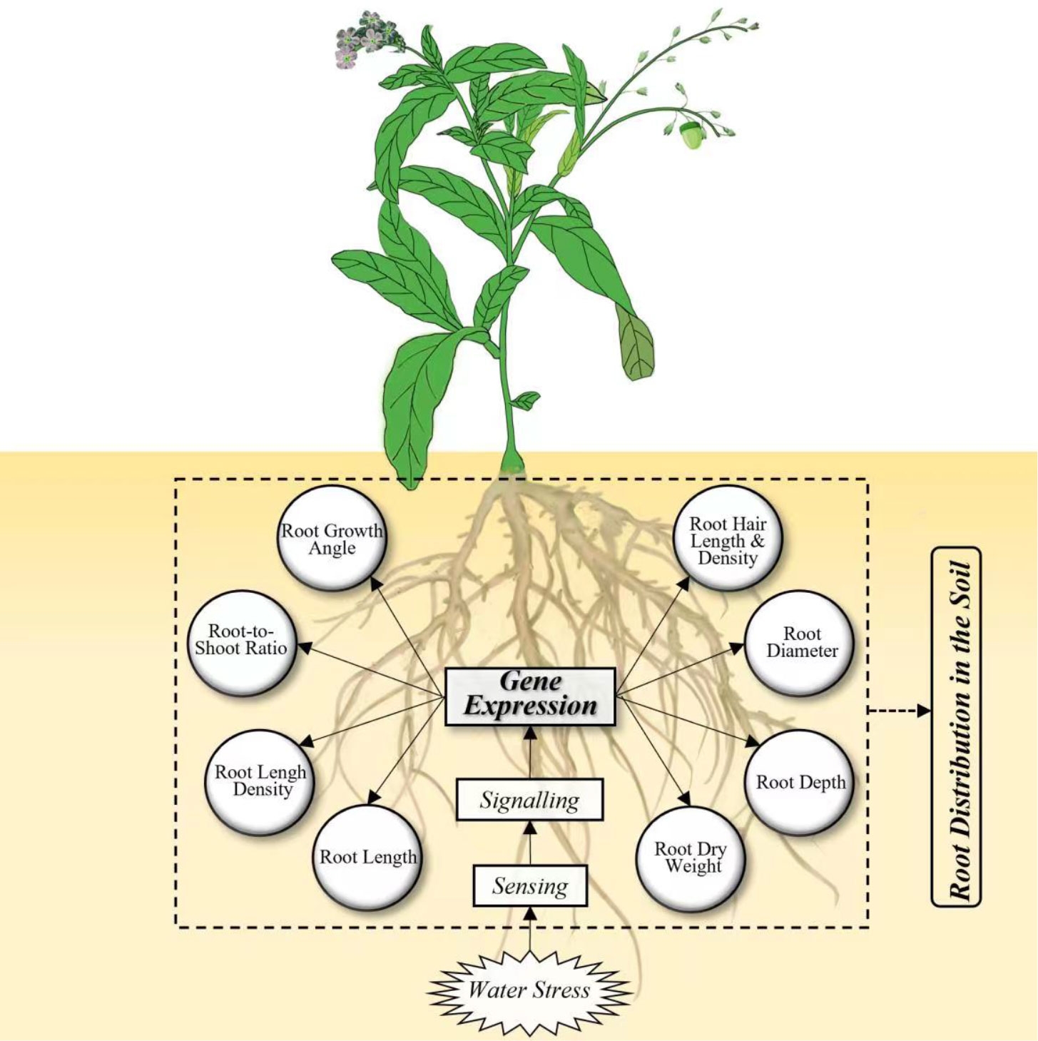 Frontiers Responses Of Root System Architecture To Water Stress At Multiple Levels A Meta analysis Of Trials Under Controlled Conditions