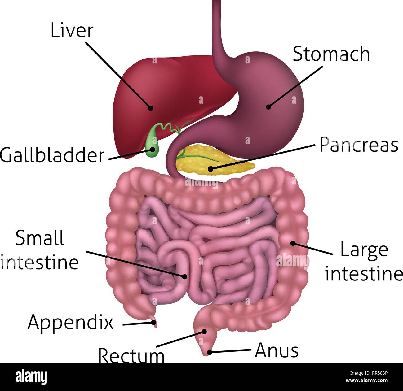 digestive system labelling diagram digestive system labelling diagram