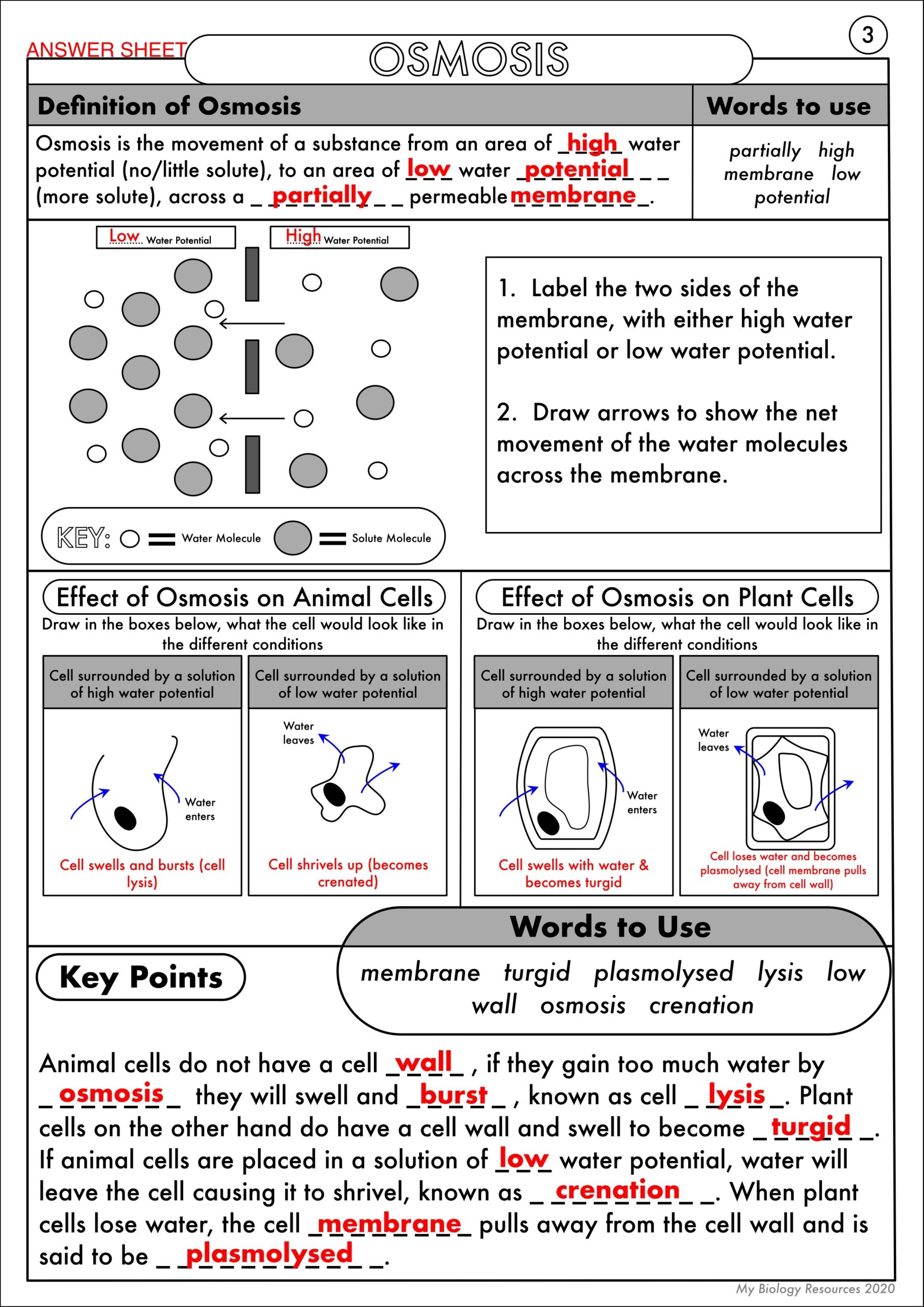 GCSE Biology Diffusion Osmosis And Active Transport Worksheet Pack Teaching Resources GCSE Biology Diffusion Osmosis And Active Transport Worksheet Pack Teaching Resources