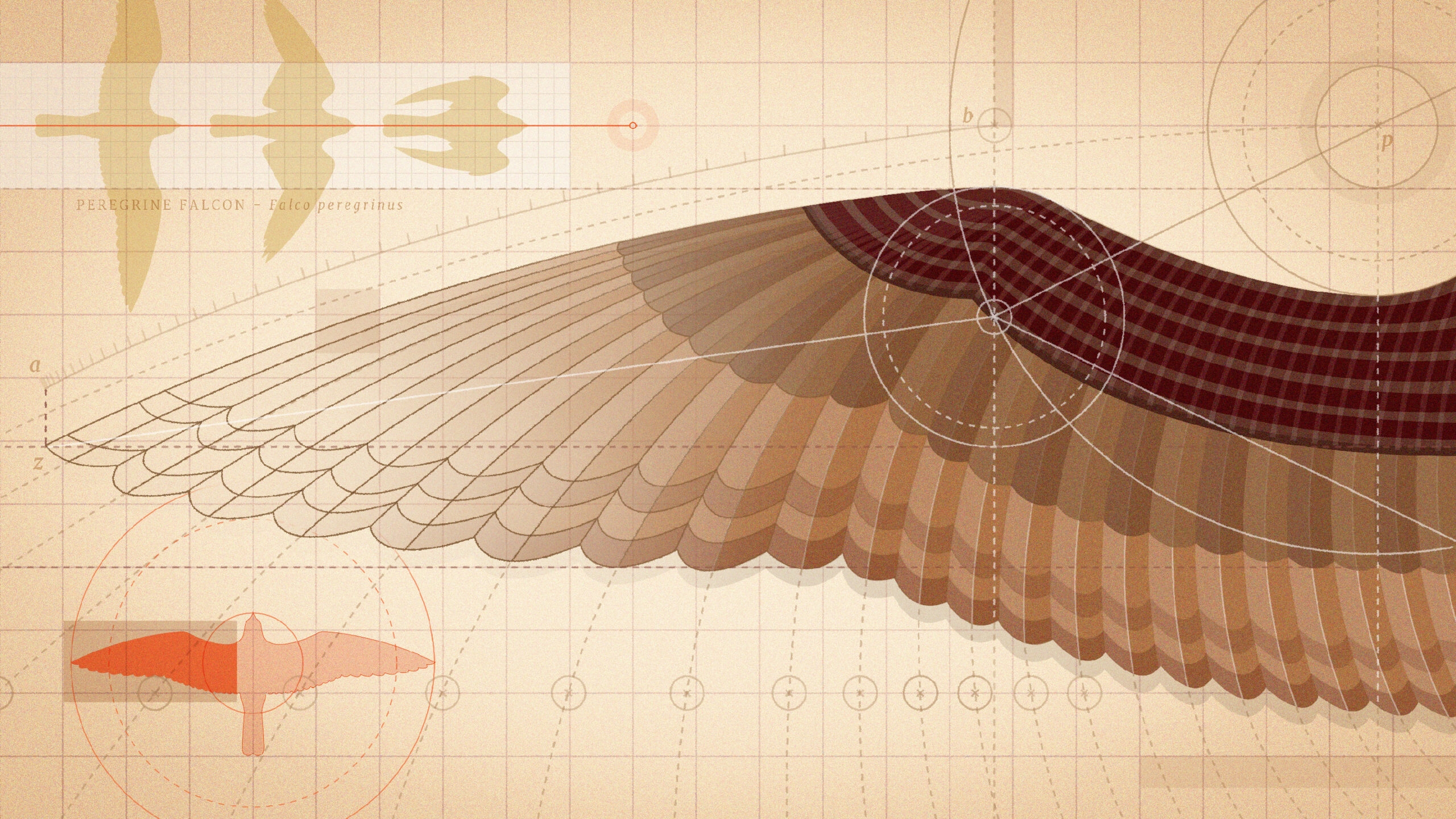 Geometric Analysis Reveals How Birds Mastered Flight Quanta Magazine