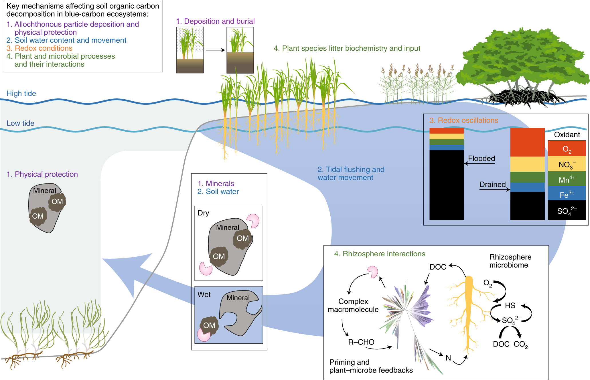 Global change Controls On Soil carbon Accumulation And Loss In Coastal Vegetated Ecosystems Nature Geoscience Global change Controls On Soil carbon Accumulation And Loss In Coastal Vegetated Ecosystems Nature Geoscience