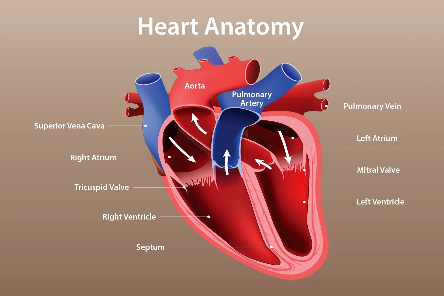 Heart Anatomy Function And Blood Circulation