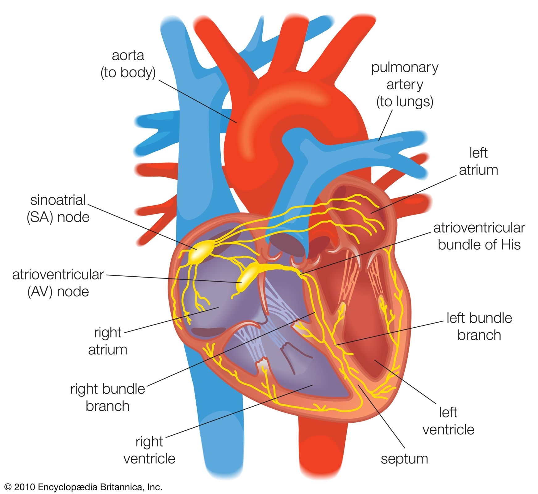 Heart Structure Function Diagram Anatomy Facts Britannica