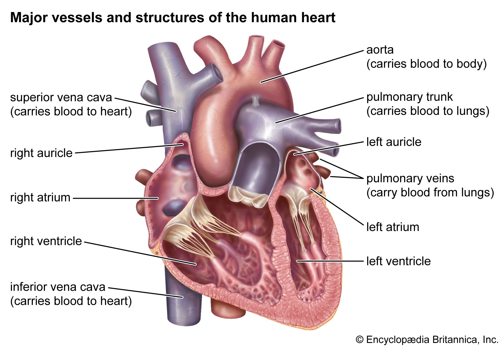 Heart Structure Function Diagram Anatomy Facts Britannica