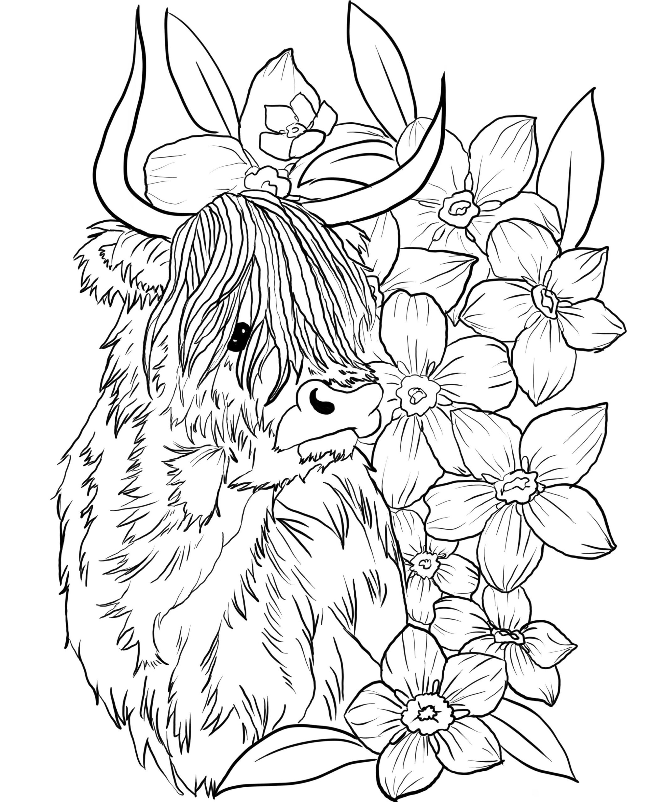 Highland Cow Downloadable Coloring Page Etsy UK