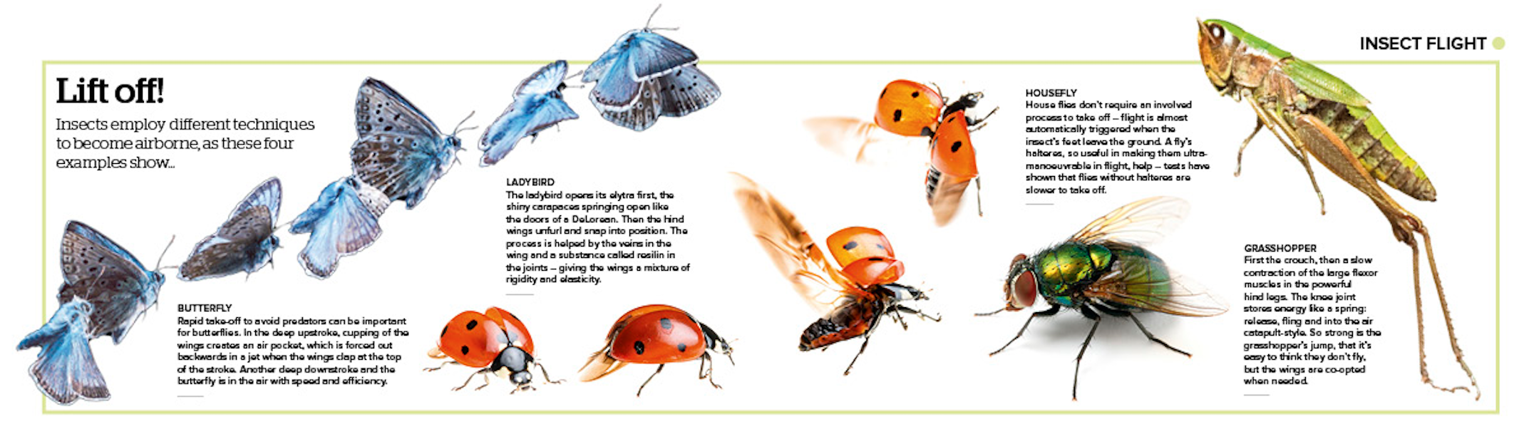 four winged flight pattern