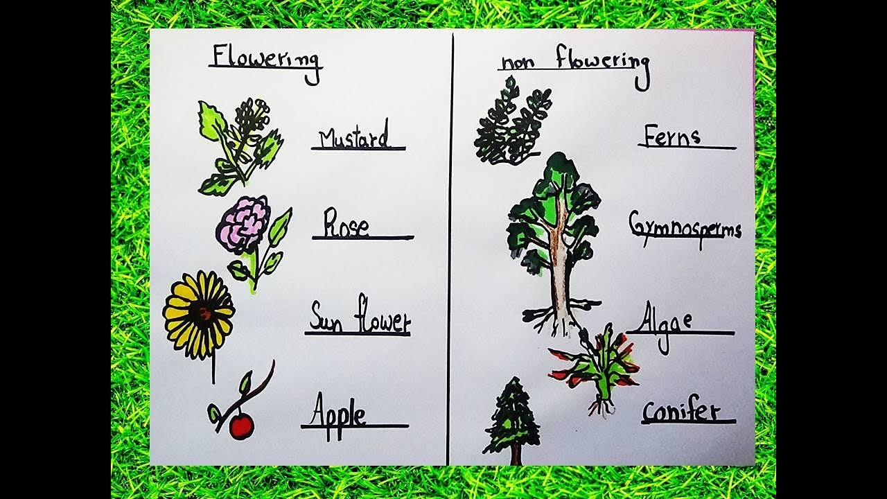 How To Draw Flowering And Non Flowering Diagram science YouTube
