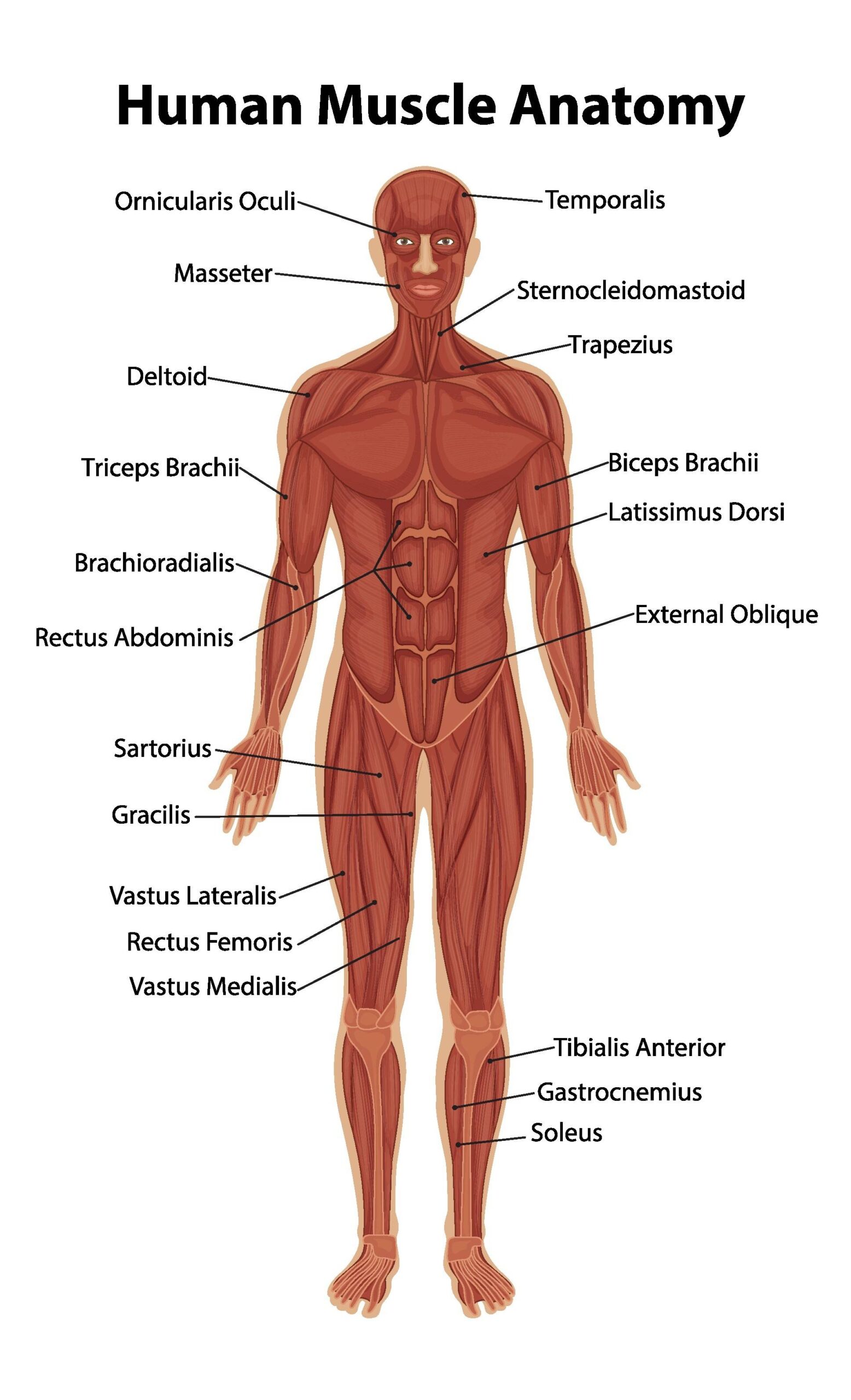 Human Anatomy Body Parts Name With Picture Human Body Parts Name In English Human Anatomy Body Parts Name With Picture Human Body Parts Name In English