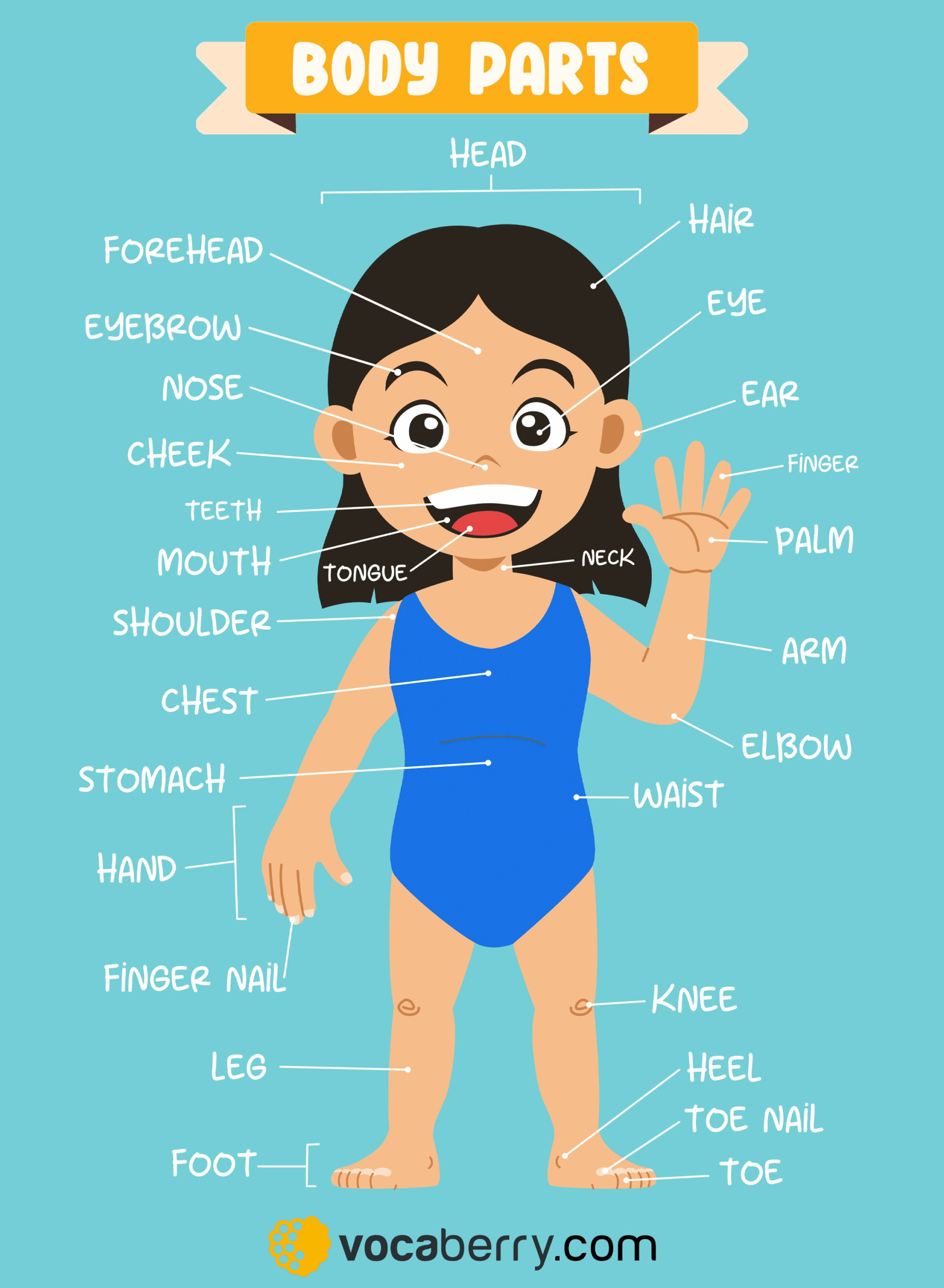 Human Body Parts Name In English