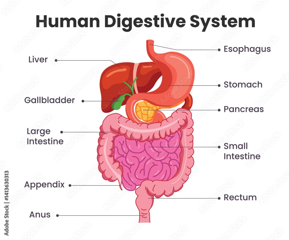 Human Digestive System Chart Clipart Digestive System Drawing Clip Art With Label Of Internal Body Organs Infographic Diagram For Elementary And Secondary Poster Design Vector Illustration Stock Vector Adobe Stock Human Digestive System Chart Clipart Digestive System Drawing Clip Art With Label Of Internal Body Organs Infographic Diagram For Elementary And Secondary Poster Design Vector Illustration Stock Vector Adobe Stock