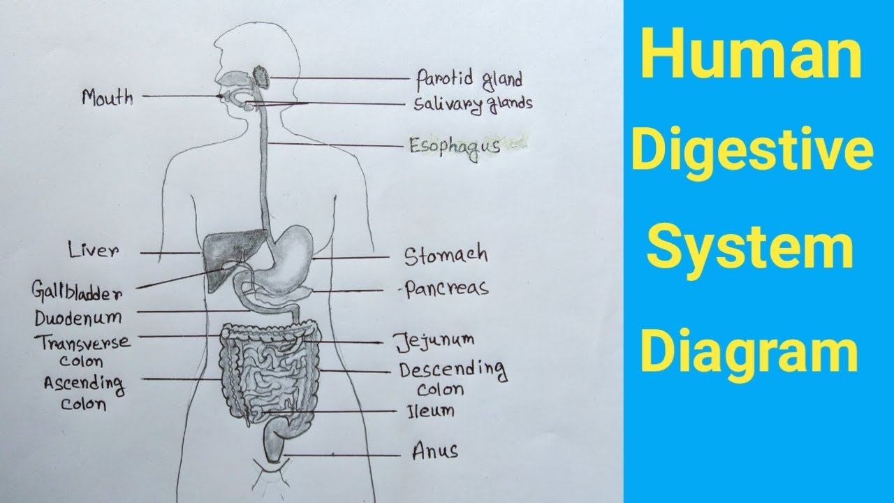 Human Digestive System Drawing Diagram Of Digestive System YouTube Human Digestive System Drawing Diagram Of Digestive System YouTube