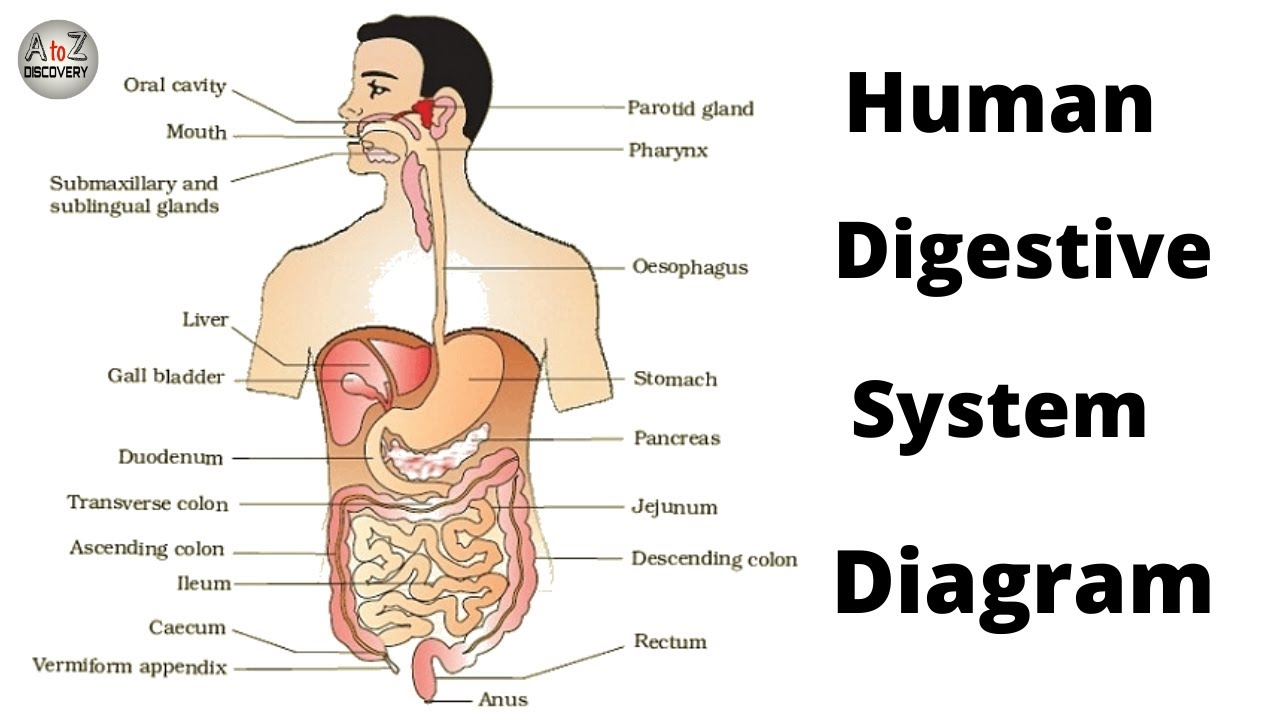 Human Digestive System How To Draw Labelled Diagram Of Digestive System What Is Digestive System YouTube Human Digestive System How To Draw Labelled Diagram Of Digestive System What Is Digestive System YouTube