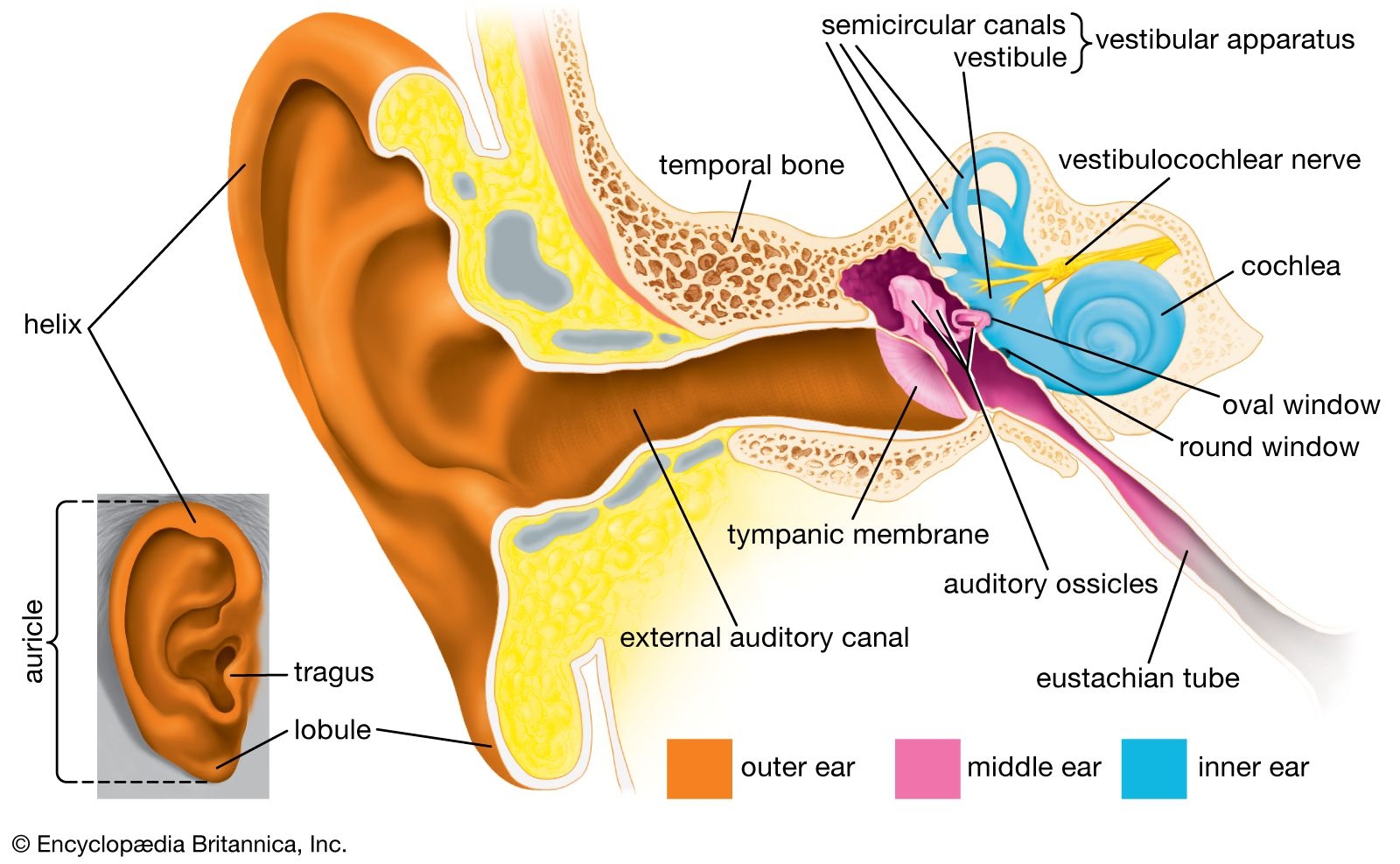 Human Ear Structure Function Parts Britannica
