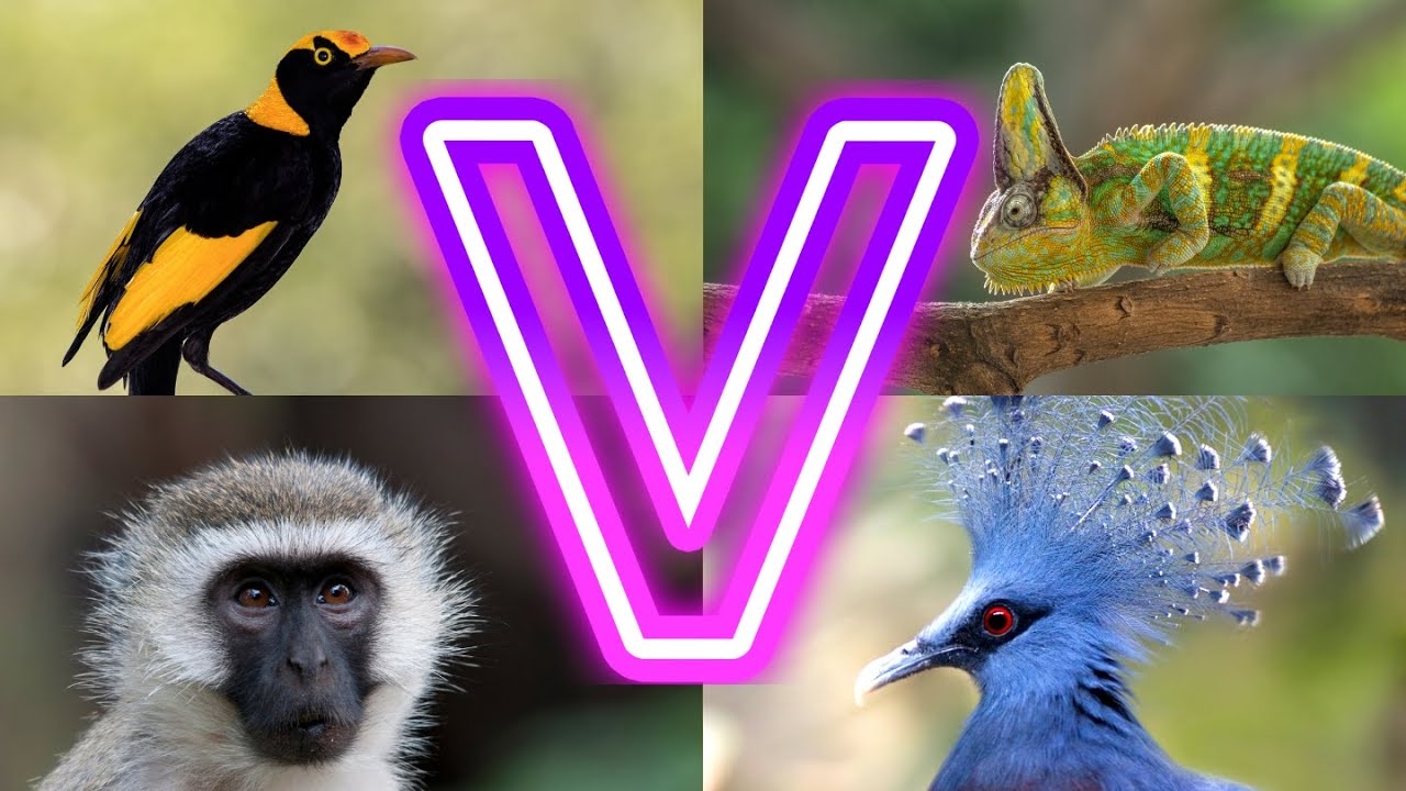 I Found 30 Animals Starting With V You Never Knew Existed YouTube I Found 30 Animals Starting With V You Never Knew Existed YouTube