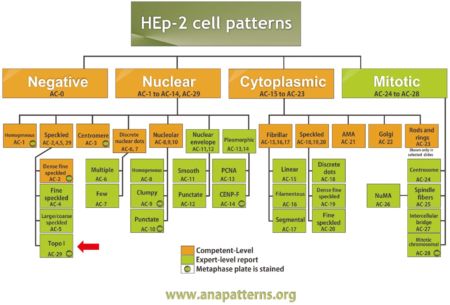 International Consensus On Antinuclear Antibody Patterns Definition Of The AC 29 Pattern Associated With Antibodies To DNA Topoisomerase I International Consensus On Antinuclear Antibody Patterns Definition Of The AC 29 Pattern Associated With Antibodies To DNA Topoisomerase I