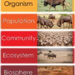 Introduction To Ecology An Interactive Introduction To Organismal And Molecular Biology