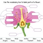Labelling Parts Of A Flower WordUnited