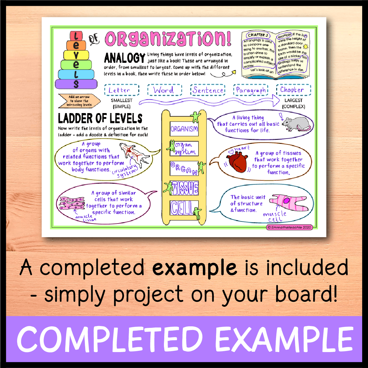 levels of organization in living things