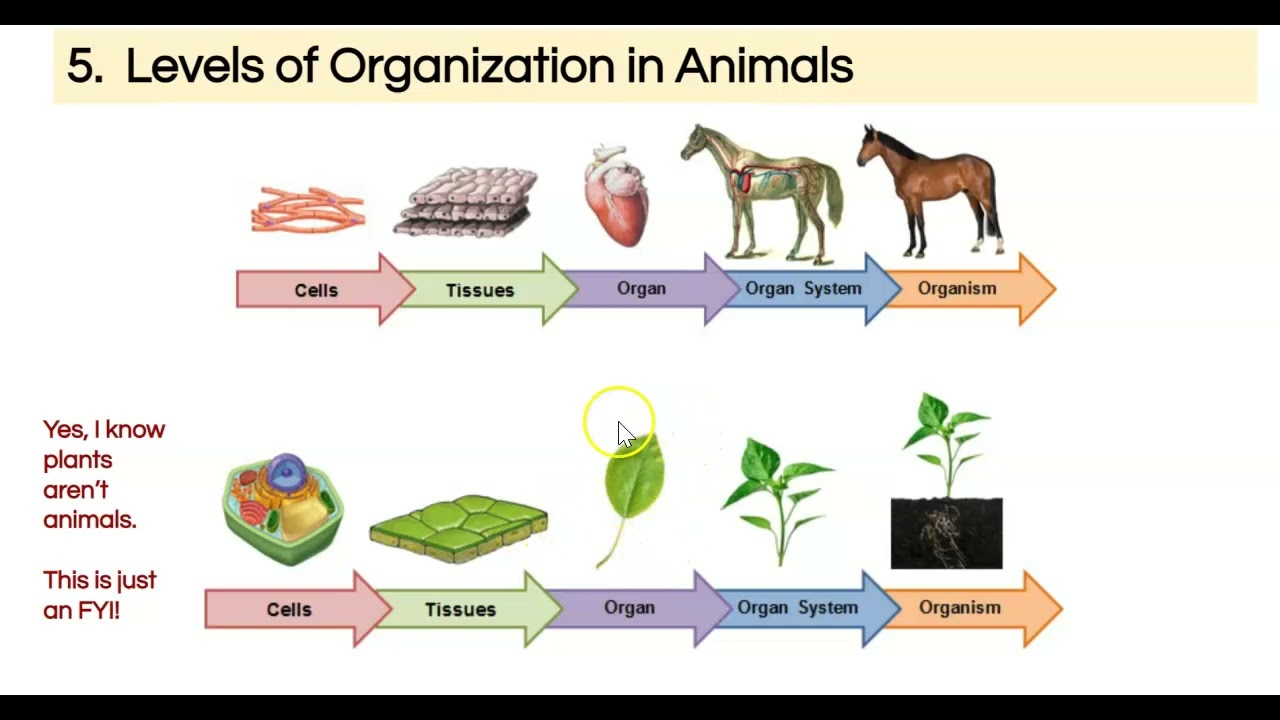 Levels Of Organization In Animals YouTube Levels Of Organization In Animals YouTube