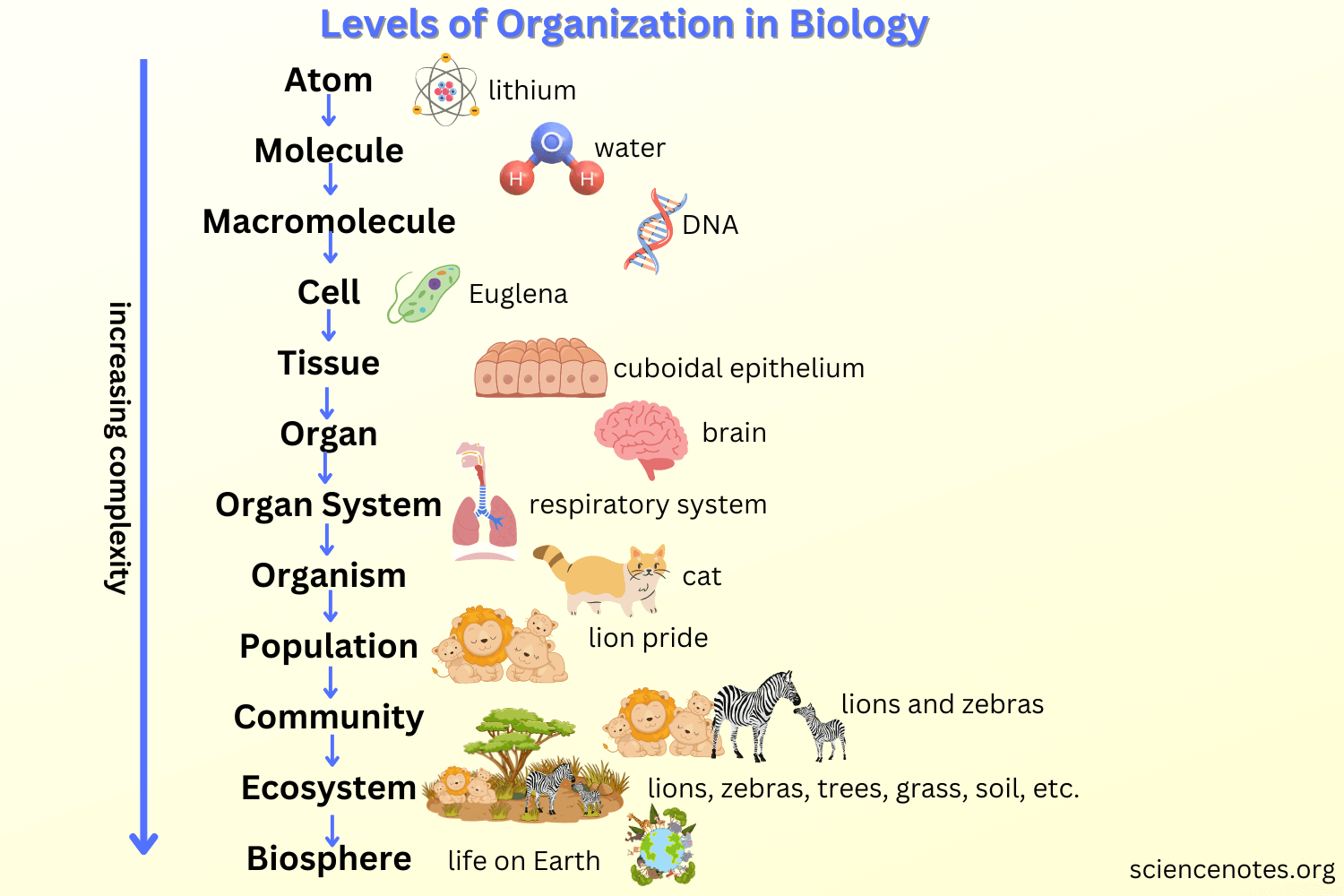 Levels Of Organization In Biology Levels Of Organization In Biology
