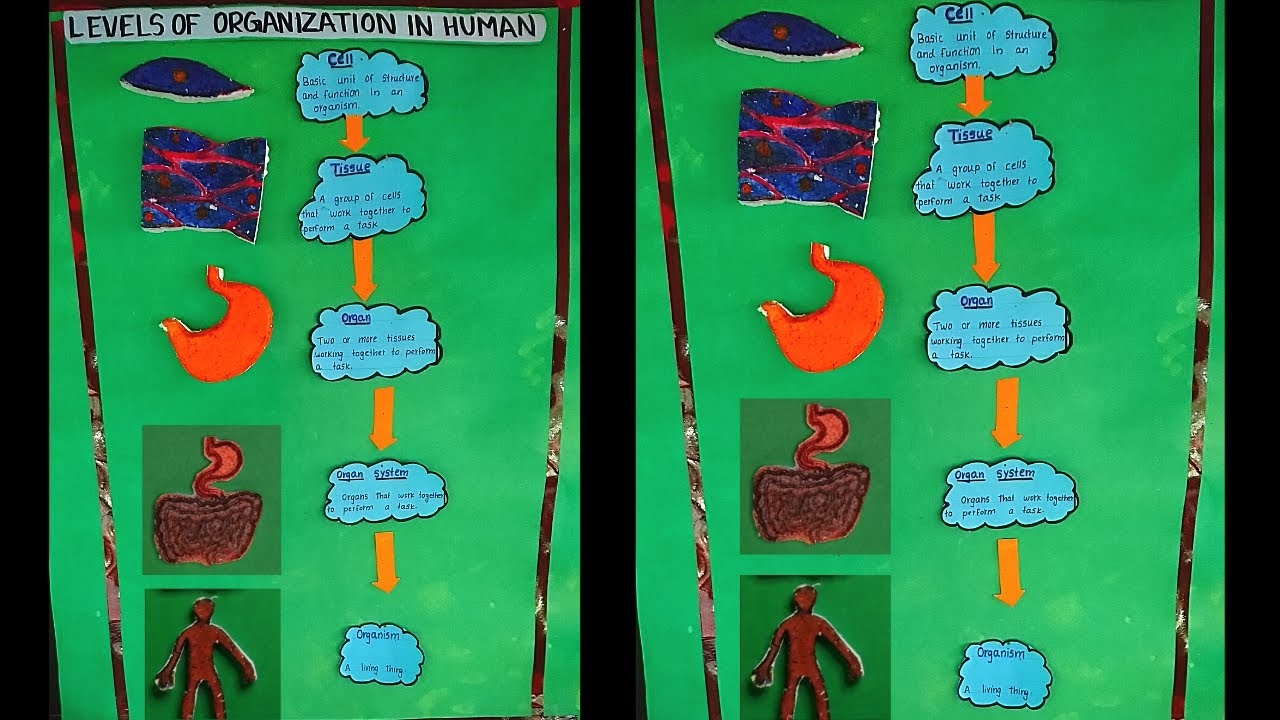 Levels Of Organization In Human Model Project Levels Of Organisation Science Fair Project Model YouTube