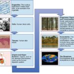 Levels Of Organization Of Living Things Biology For Majors II