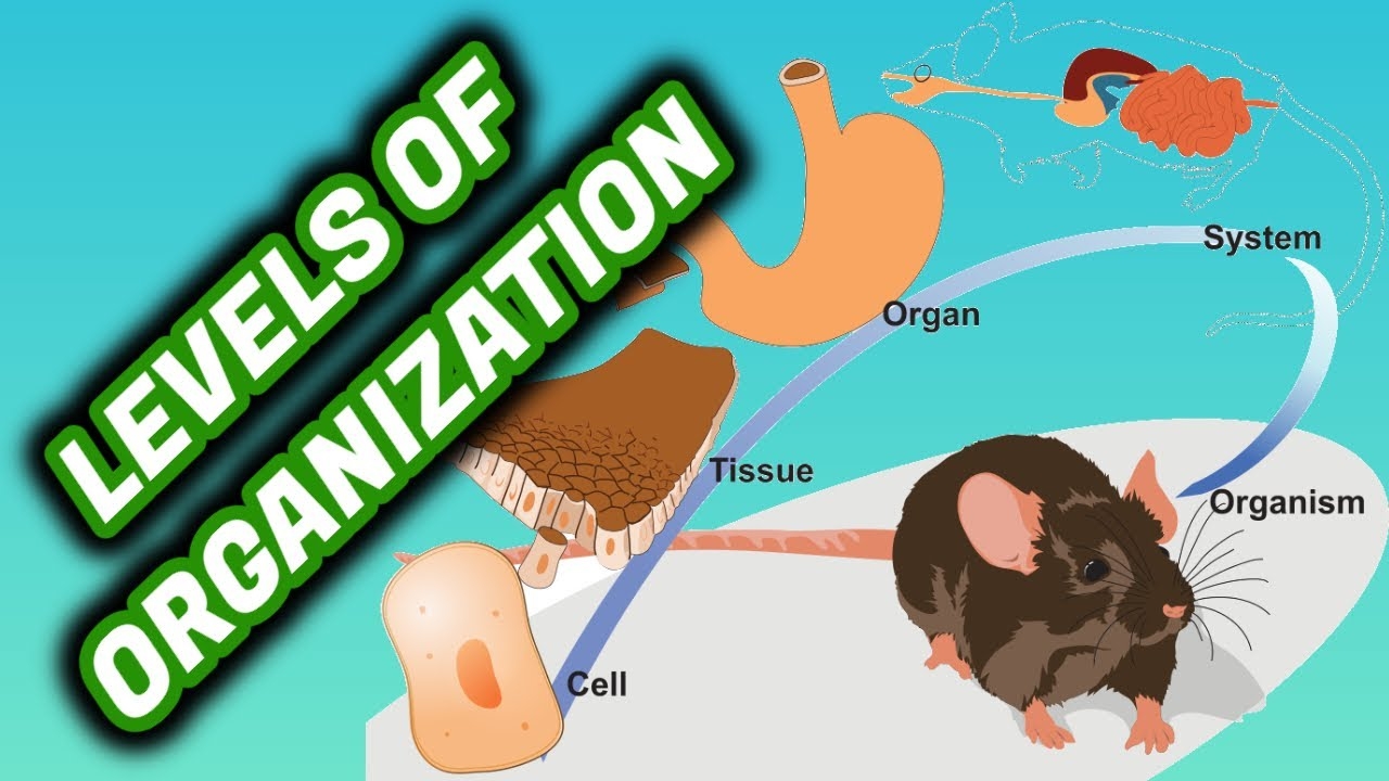 LEVELS OF ORGANIZATION Of LIVING THINGS Primary Grade 5 Happy Learning Style YouTube LEVELS OF ORGANIZATION Of LIVING THINGS Primary Grade 5 Happy Learning Style YouTube