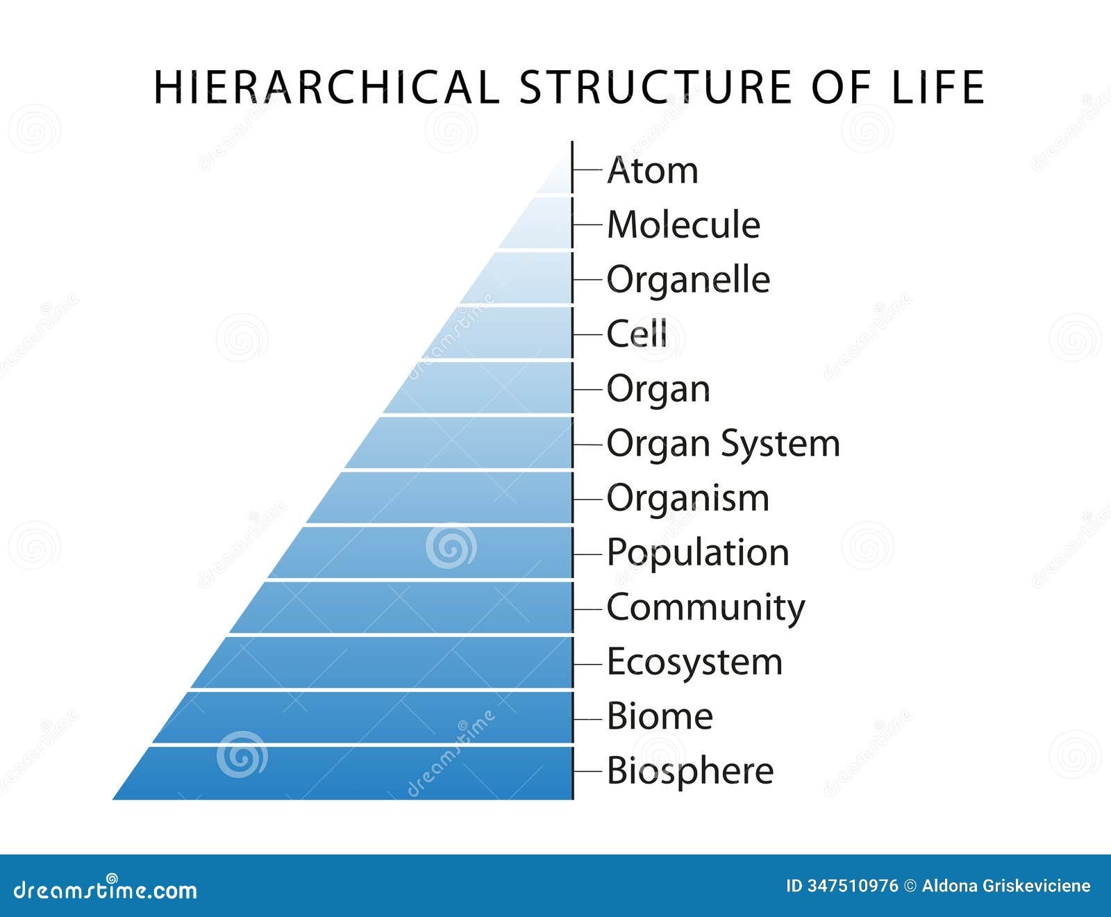 levels of organization of living things levels of organization of living things