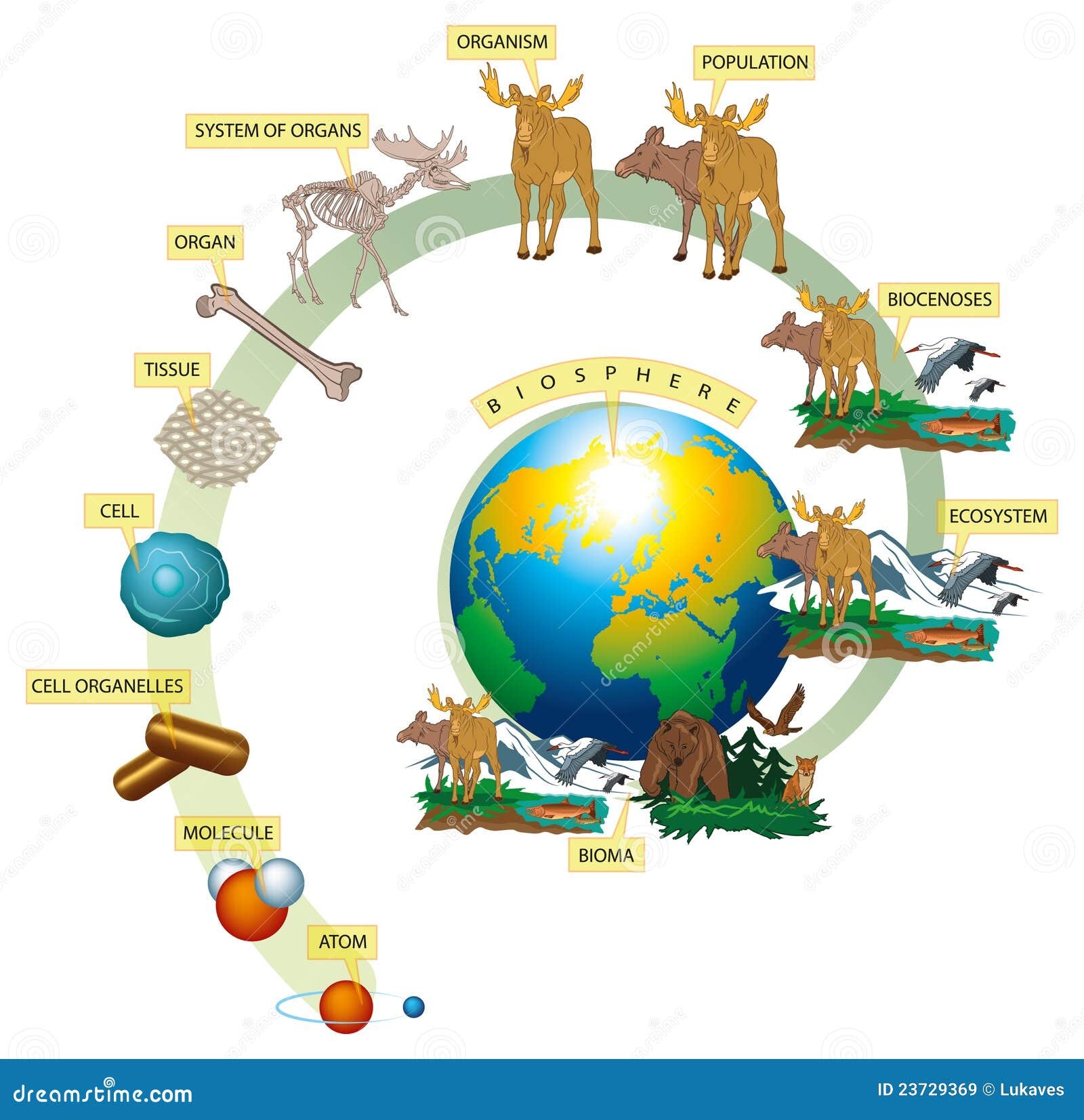 Levels Organization Biology Stock Illustrations 7 Levels Organization Biology Stock Illustrations Vectors Clipart Dreamstime Levels Organization Biology Stock Illustrations 7 Levels Organization Biology Stock Illustrations Vectors Clipart Dreamstime