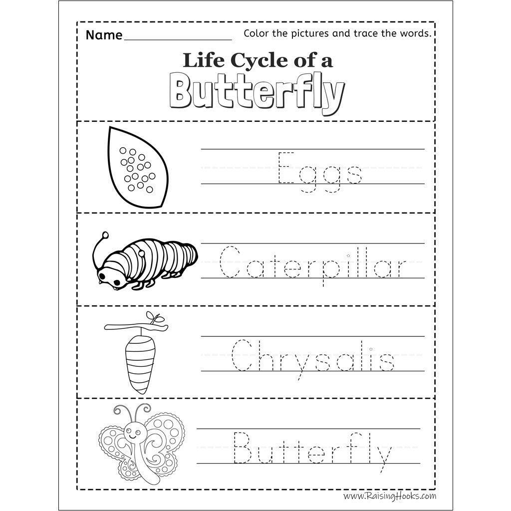 worksheet life cycle of butterfly