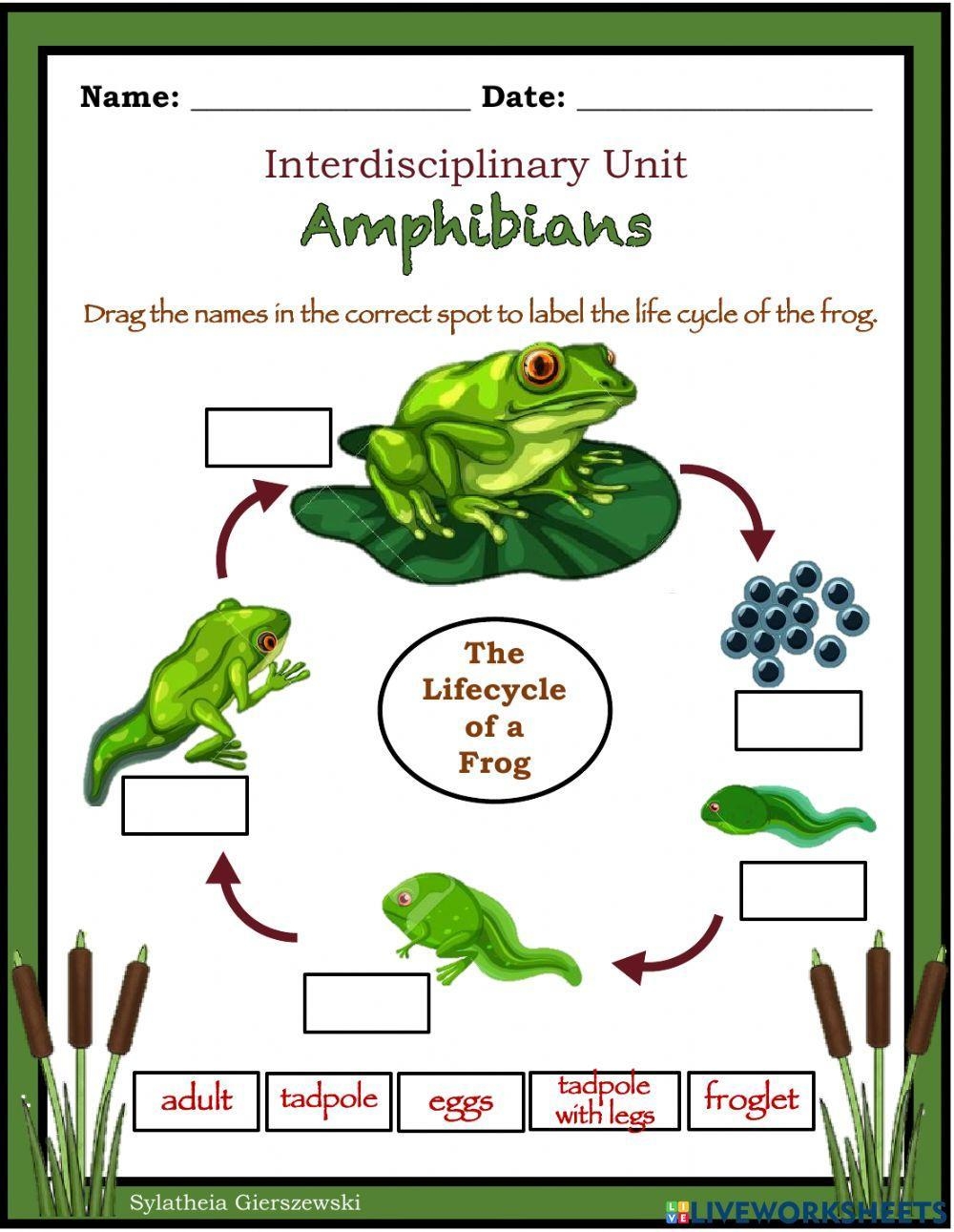 Life Cycle Of A Frog Worksheets Worksheets Library Life Cycle Of A Frog Worksheets Worksheets Library
