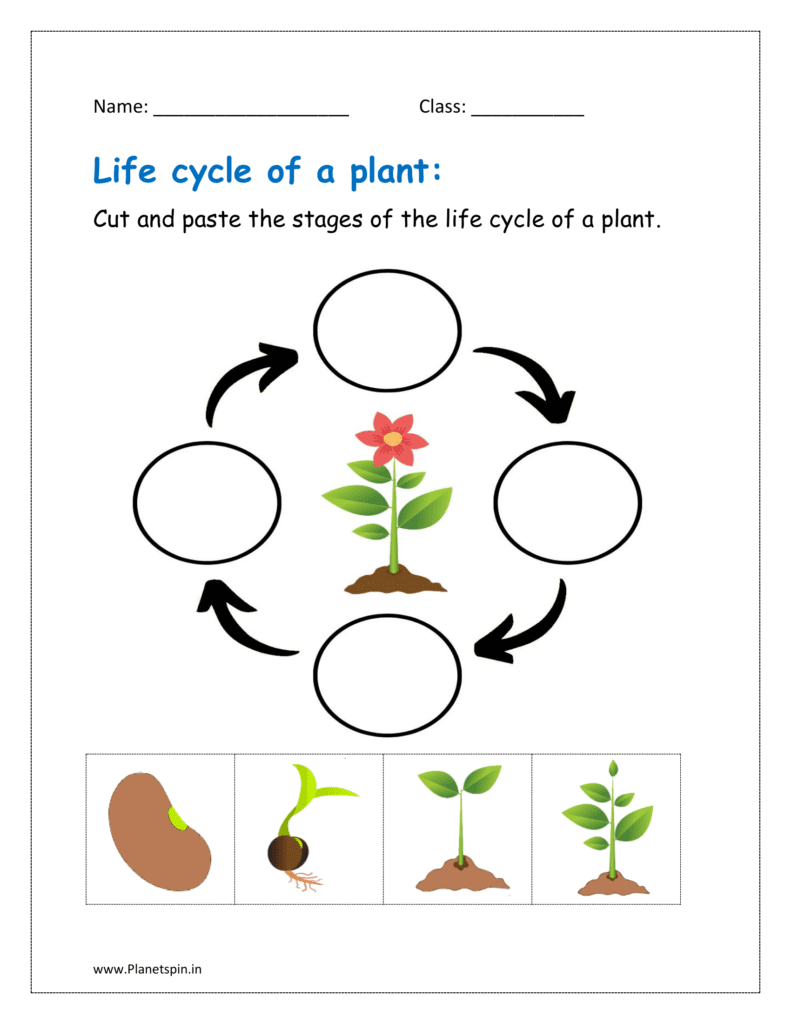 Life Cycle Of A Plant Worksheet For Kindergarten Planetspin in