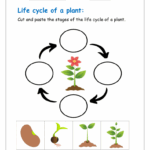 Life Cycle Of A Plant Worksheet For Kindergarten Planetspin in