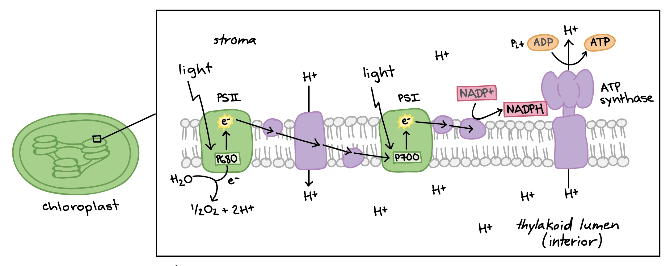 Light dependent Reactions photosynthesis Reaction article Khan Academy