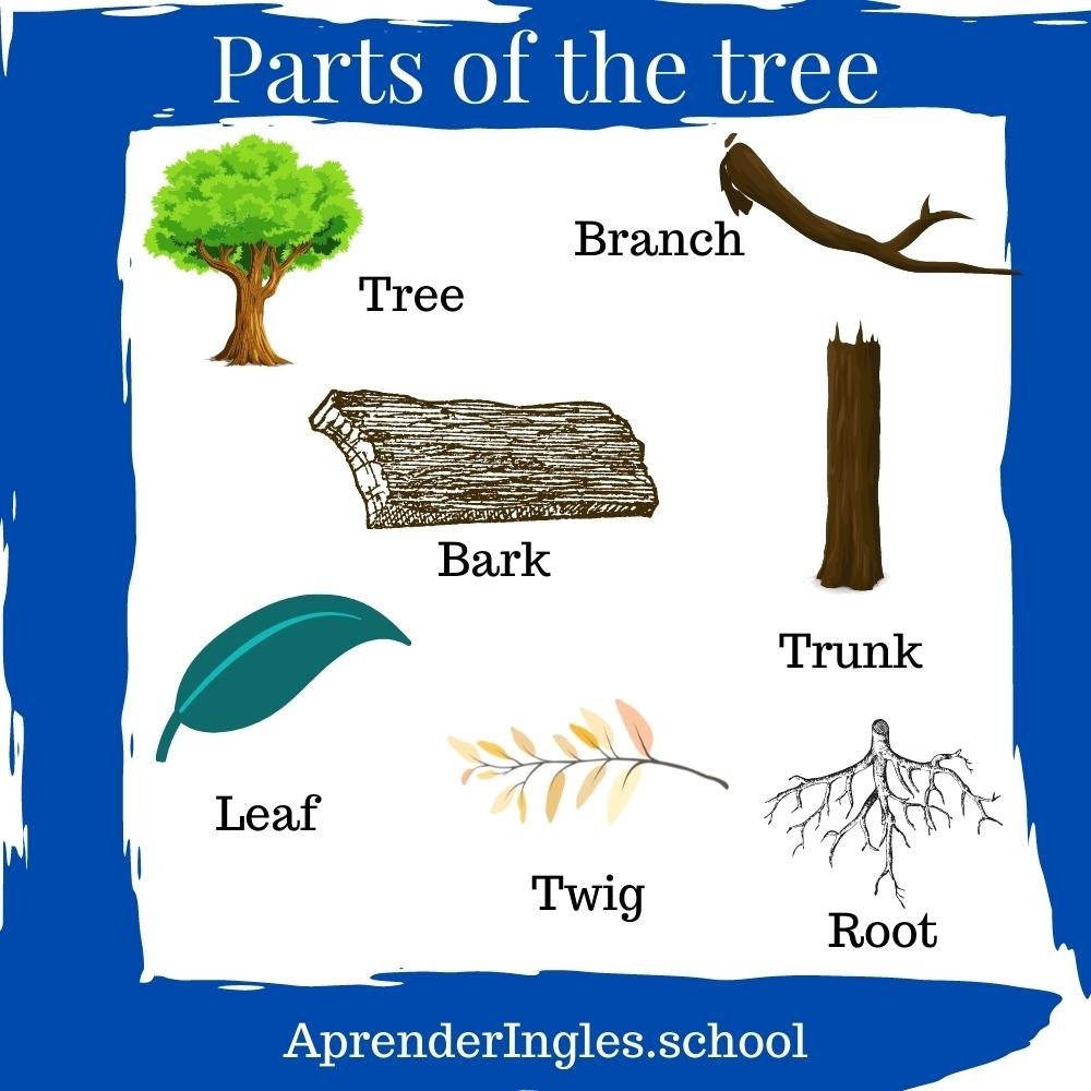 Los rboles En Ingl s Vocabulario Nombres Y Partes Aprender Ingl s